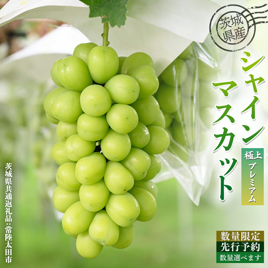 【ふるさと納税】 数量限定 茨城県産 極上プレミアム シャインマスカット 1房1kg以上 選べる内容量 3房入り or 5房入り ( 茨城県共通返礼品 : 常陸太田市 ) 【 2025年 9月上旬頃より発送 】シャインマスカット フルーツ ぶどう