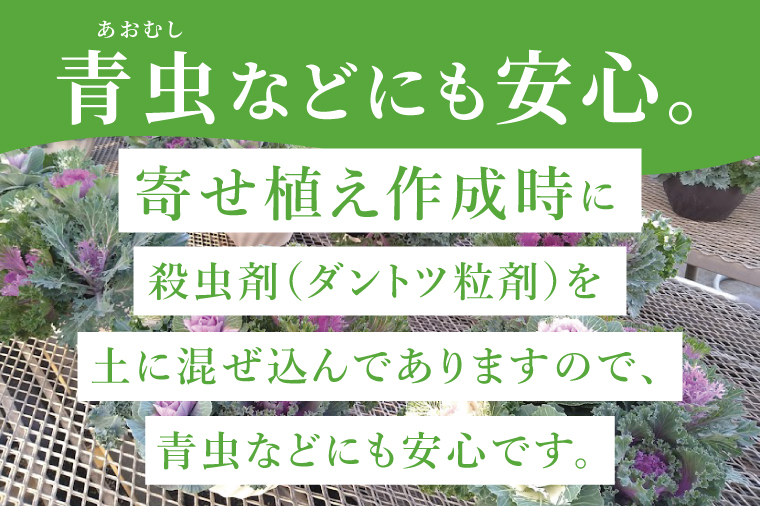 行方市の花農家「すみれ花園」セレクト 葉牡丹の寄せ植え｜花 お花 季節の花 葉牡丹 寄せ植え ギフト 贈り物 プレゼント 茨城県 行方市(EH-29)