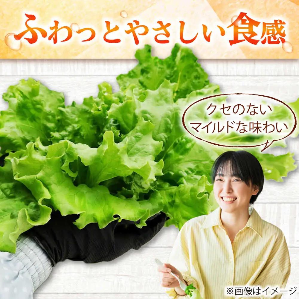 水耕栽培野菜 2株×3種（サニーレタス/グリーンリーフ/グリーンバター）[BGBT004]野菜