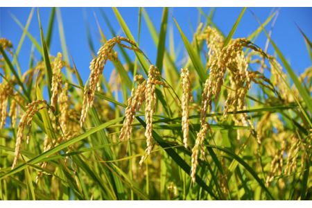 No.179 【令和5年産】茨城県産コシヒカリ10kg（5kg×2袋）精米 JA茨城むつみ