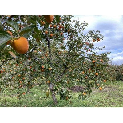 やまなし内藤農園のスウィートフル干し柿【1354019】
