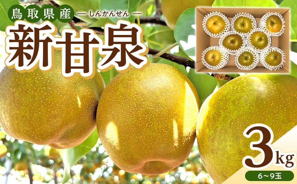 
            【数量限定】2026年度発送 先行予約 新甘泉 3kg【梨 なし しんかんせん 3キロ 限定 令和8年 先行受付 新鮮 鳥取県産 鳥取県 北栄町 おすすめ 人気】
          