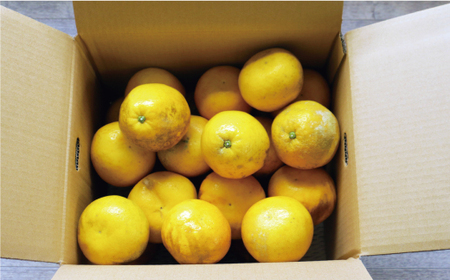 訳あり 河内晩柑 13.5kg (サイズミックス) 傷み保証500g 河内晩柑