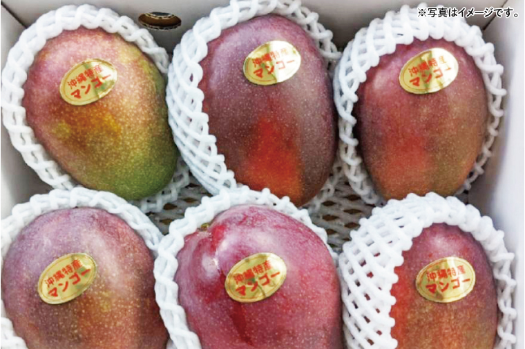 沖縄県豊見城市産アップルマンゴー 約2kg｜マンゴー アップルマンゴー フルーツ くだもの 果物 数量限定 おきなわ 沖縄 沖縄フルーツ 豊見城市(DJ001)