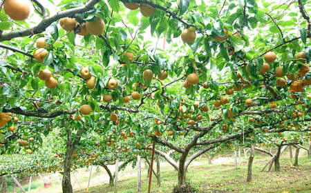 九重町産 梨 約2.7kg 豊水 新高 果物 フルーツ 大分県産 【2025年9月上旬-10月上旬発送予定】