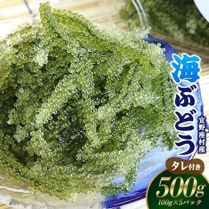 海ぶどう【2026年発送】宜野座村の海ぶどう（100g×5パック）