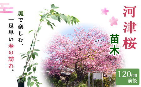 苗 河津桜 苗木 120cm前後 桜 花 植物 カンヒザクラ ハヤザキシマサクラ 河津川 ピンク 河津町 静岡県