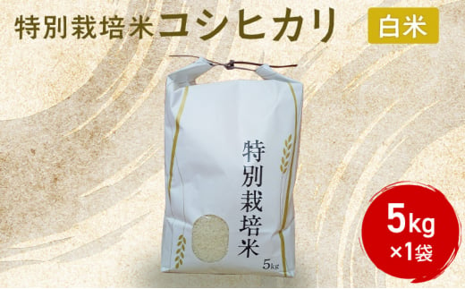 米 特別栽培米 コシヒカリ ( 白米 ) 5kg×1袋 こしひかり お米 コメ