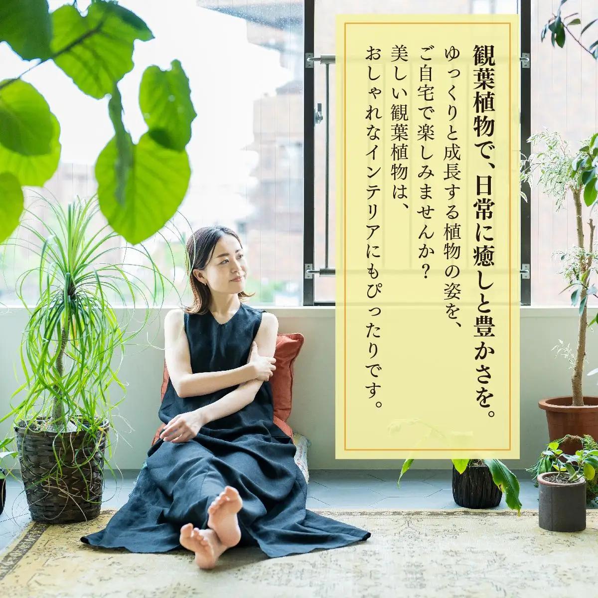柱サボテン   