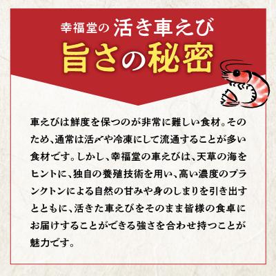 ふるさと納税 天草市 【指定日必須】【鮮度抜群】天草産・幸福堂の活き車えび『海老王』(560g)_S005-006 |  | 02