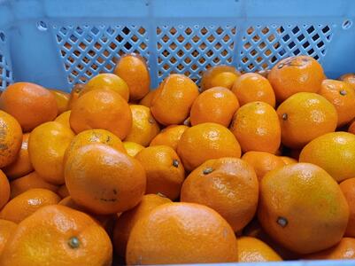 先行予約 訳あり みかん 12kg 規格外 サイズ不選別 【2026年10月下旬〜2027年1月下旬発送予定】