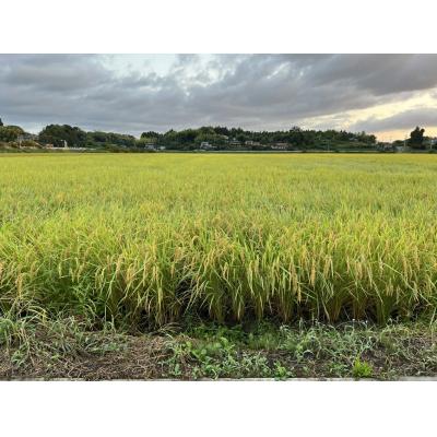 ふるさと納税 新地町 【令和7年産】米 5kg お米 こしひかり 福島 新地町産 白米 |  | 03