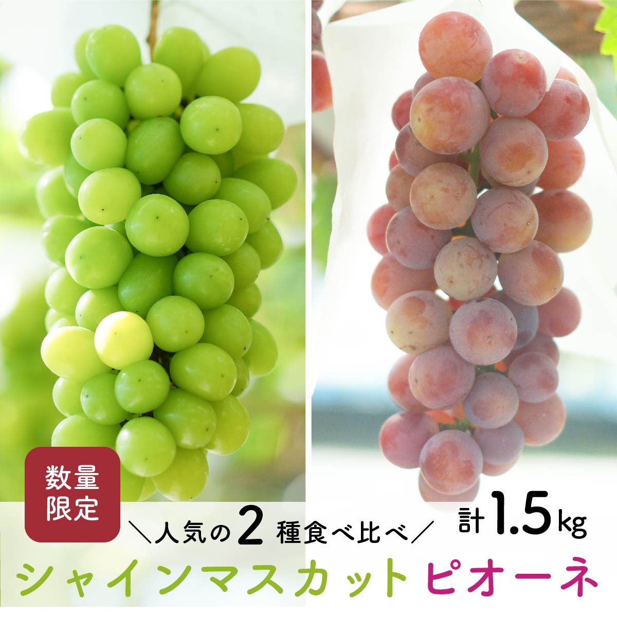 【ふるさと納税】【先行予約・2026年9月】数量限定 食べ比べ！ シャインマスカットとピオーネのセット 合計約1.5kg 産地直送 農家直送 甘い 大きい 種なし ぶどう 果物