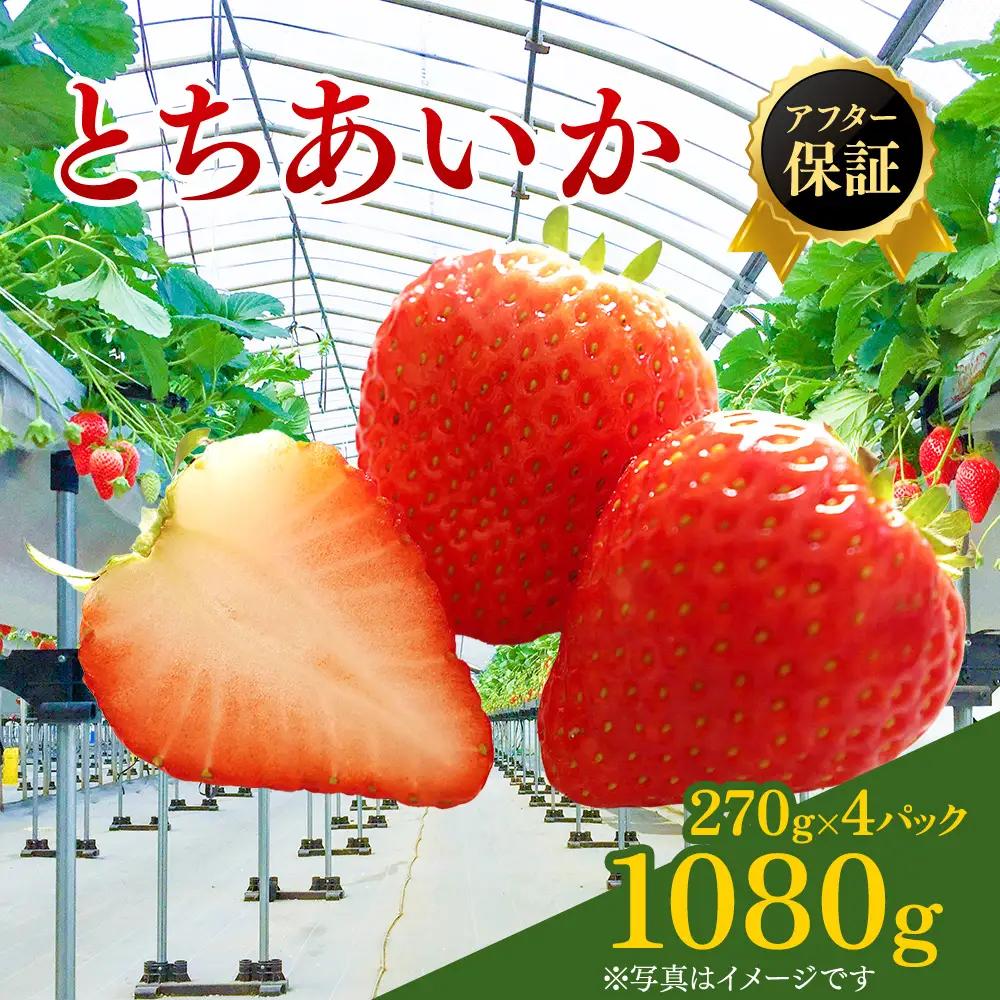 【先行予約】いちご 270g 4パック (2月発送) | いちご 苺 ※2027年2月～発送