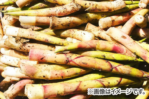 《先行受付》小坂の恵み（ねまがりたけ）2kg