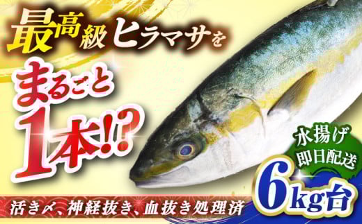 壱岐島産天然ヒラマサ（６キロ台・丸もの） [JBS071]