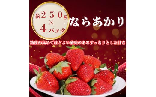 【 数量限定】 ブランド いちご ならあかり 250g×4P  イチゴ 月 旬 産地 農場 直送 フレッシュ スイーツ スムージー ケーキ フルーツ 果物 国産 ベリー 贈答用 プレゼント 人気 ふるさと納税 ふるさと おすすめ 限定 奈良県 奈良市 なら ファーム和だや fwd002
