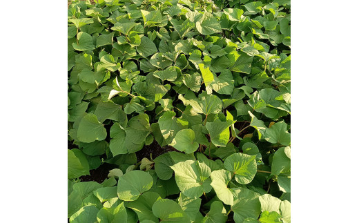 【2026年先行予約】新潟県 加茂市産 紅はるか 【家庭用】 10kg 《11月上旬～順次出荷》 人気 さつまいも 訳あり 家庭用 さつまいも 熟成 さつまいも しっとり甘みの強い ねっとりとした食感 さつまいも 焼き芋 焼芋 スイートポテト 加茂市 織原農園