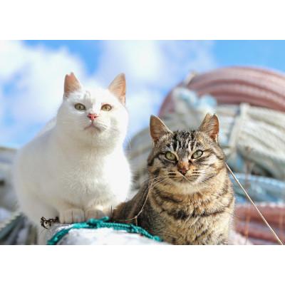 ふるさと納税 静岡市 さくらねこ支援付き　抹茶入り水出し煎茶ティーバッグ　10個入り×4袋(合計40リットル分) |  | 02