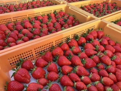 【いちご博総合大賞】やよいひめ 約400g※2026年1月上旬～4月下旬頃に順次発送予定