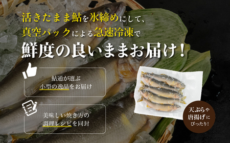 訳アリ【期間限定】（2025年7月上旬頃から発送）幻の弓掛鮎 訳あり セット 小型 規格外　5尾以上（1尾 約40g前後～）計300g以上【冷凍パック】鮎 あゆ アユ ゆがけ 下呂市 金山 訳アリ 訳