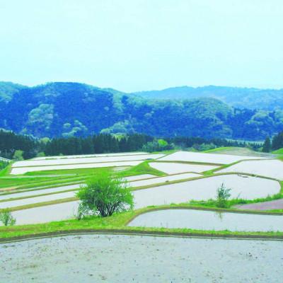 ふるさと納税 氷見市 令和6年産 氷見産こしひかり ひみ穂波10kg |  | 02