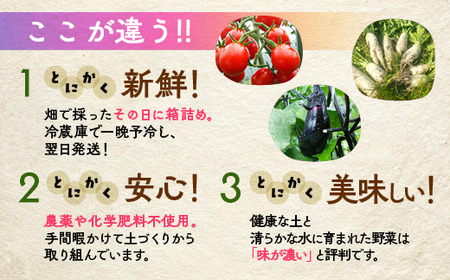 【6回定期便】＜アスカ有機農園＞旬の京野菜セットＳ 野菜 