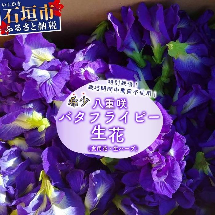 ふるさと納税 石垣市 希少!採れたて新鮮!八重咲バタフライピーの生花(食用花、生ハーブ)3月〜順次発送