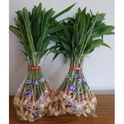 ふるさと納税 行方市 爽やかな辛味　生で食べられる「葉しょうが」4kg