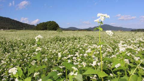 ＜お歳暮熨斗付＞茨城県産【常陸秋そば】石臼挽き早刈りそば粉１㎏×６袋入【11月中旬より発送】 お歳暮 御歳暮 そば 蕎麦 乾麺 常陸秋そば 茨城県産 国産 農家直送 [BE014sa]