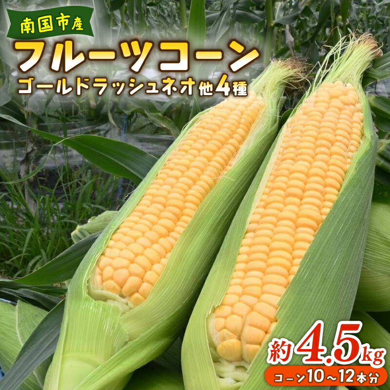 【ふるさと納税】 先行予約 とうもろこし スイートコーン イエロー種 約 4.5kg 10～12本 2026年5月～6月発送予定 期間限定 数量限定 産地直送トウモロコシ フルーツコーン スイート コーン ゴールドラッシュネオ他4種 国産 甘い 人気 ギフト 贈答 高知県 南国市 農園けんぴ