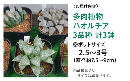 多肉植物 ハオルチア3品種3鉢セット 室内 植物 セット ハオルシア クリスタルプランツ 三次市/園芸王国パスタイム[APCJ006]