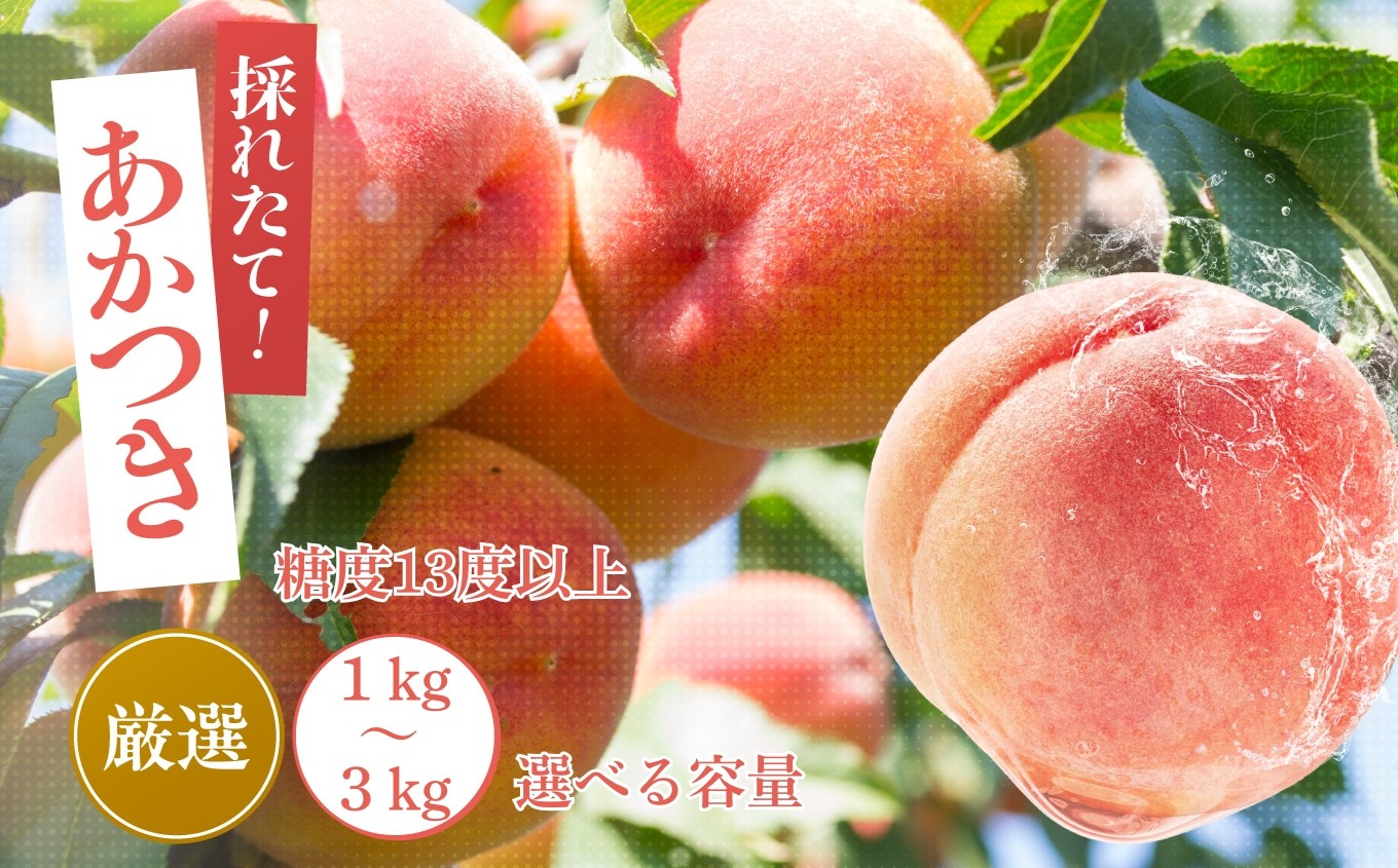 
                  【2026年先行予約】 桃 あかつき 糖度 13度 以上 【選べる容量】 約1kg 約1.5kg 約3kg | 果物 くだもの フルーツ 桃 あかつき モモ もも 長野県 信州 南信州 飯田市
                