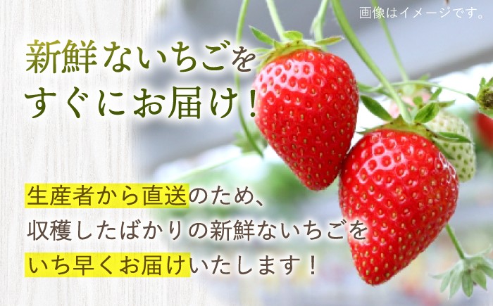 訳あり いちご 1kg