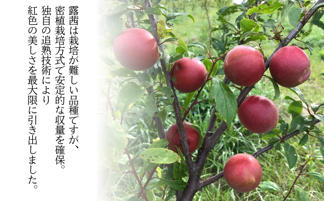 梅農園ドリンクノーマル 1.08L (180ml×6本) 手提箱入り【120587-002-01】