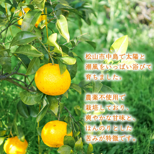 【2027年3月下旬頃より順次発送】農薬不使用 甘夏 9kg | 柑橘 くだもの フルーツ 愛みかん 愛媛みかん ミカン フルーツ 果物 みかん 柑橘 甘いみかん【NO041】