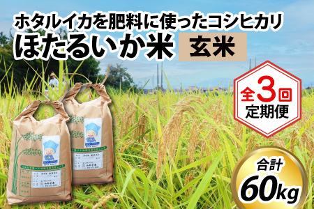 【先行予約】【新米】ほたるいか米（玄米20kg）×3回 計60kg【3ヶ月定期便】25年10月開始 
