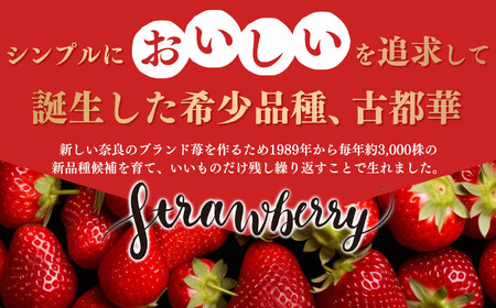 平群町産 古都華 2L ～ 3L サイズ 2ケース（4パック） 3月発送 | 苺 旬の品種 イチゴ ストロベリー くだもの フルーツ  奈良県 平群町 フードロス 人気 産地直送 ことか