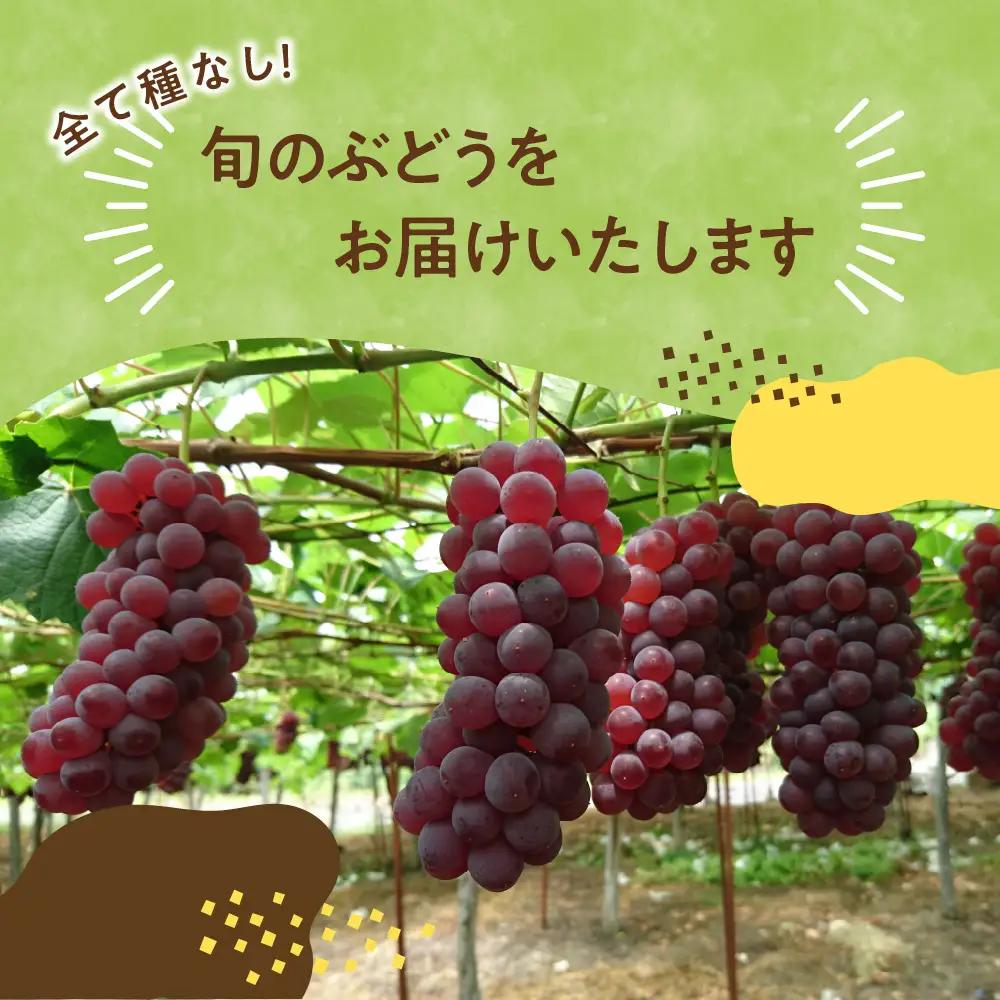 【先行予約】 定期便 令和8年産 ぶどうの定期便 全3回 山形