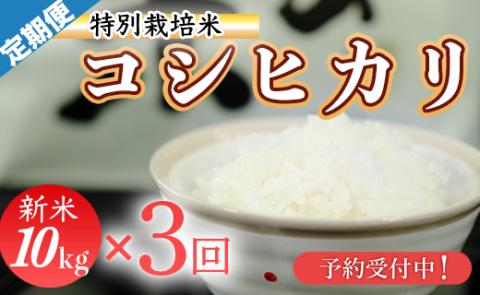 新米予約！令和8年産(精白米)　特別栽培米　こしひかり10kg×3袋