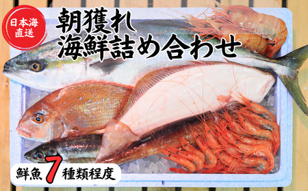 日本海直送 旬の鮮魚詰め合せ【魚種7種程度】鮮魚ボックス 魚のプロが選んだ厳選魚 新潟 糸魚川 能生漁港から朝獲れ新鮮な魚をお届け 生 (国産 天然 海鮮 お刺身 魚介類セット 鮮魚BOX 便利 簡単 お手軽 高級) 魚正 