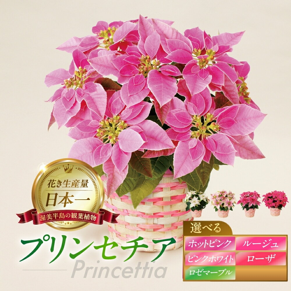【ふるさと納税】プリンセチア ホットピンク ピンクホワイト ルージュ ローザ ロゼマーブル 選べる 観葉植物 植物 5号鉢 人気 おしゃれ かわいい お手入れ 室内 大鉢 中型 インテリア リビング 玄関 寝室 キッチン オフィス プレゼント ギフト 冬 クリスマス フラワーギフト
