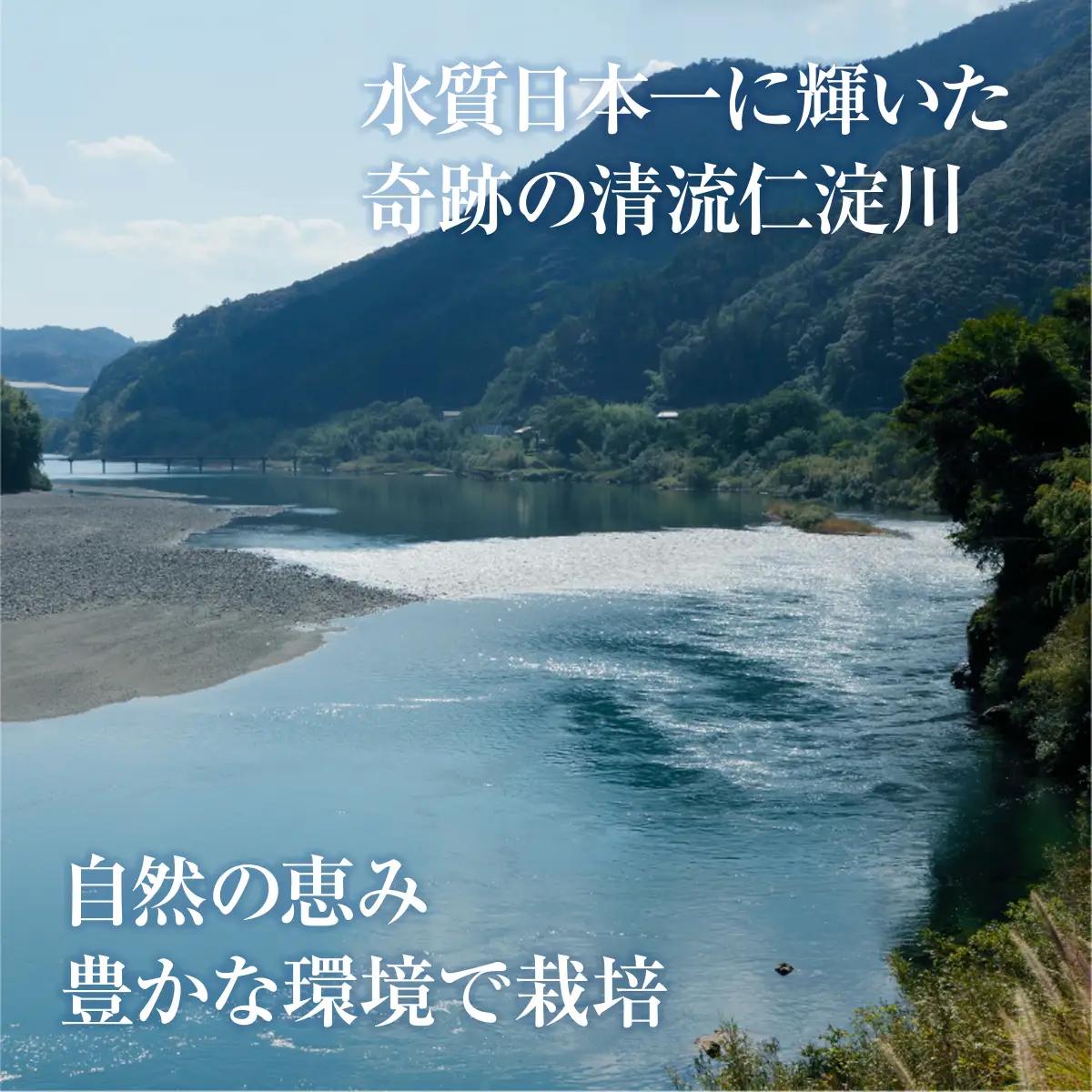 生姜 2kg　高知県産 しょうが 囲い生姜 低農薬栽培 農家直送 熟成仕上げ