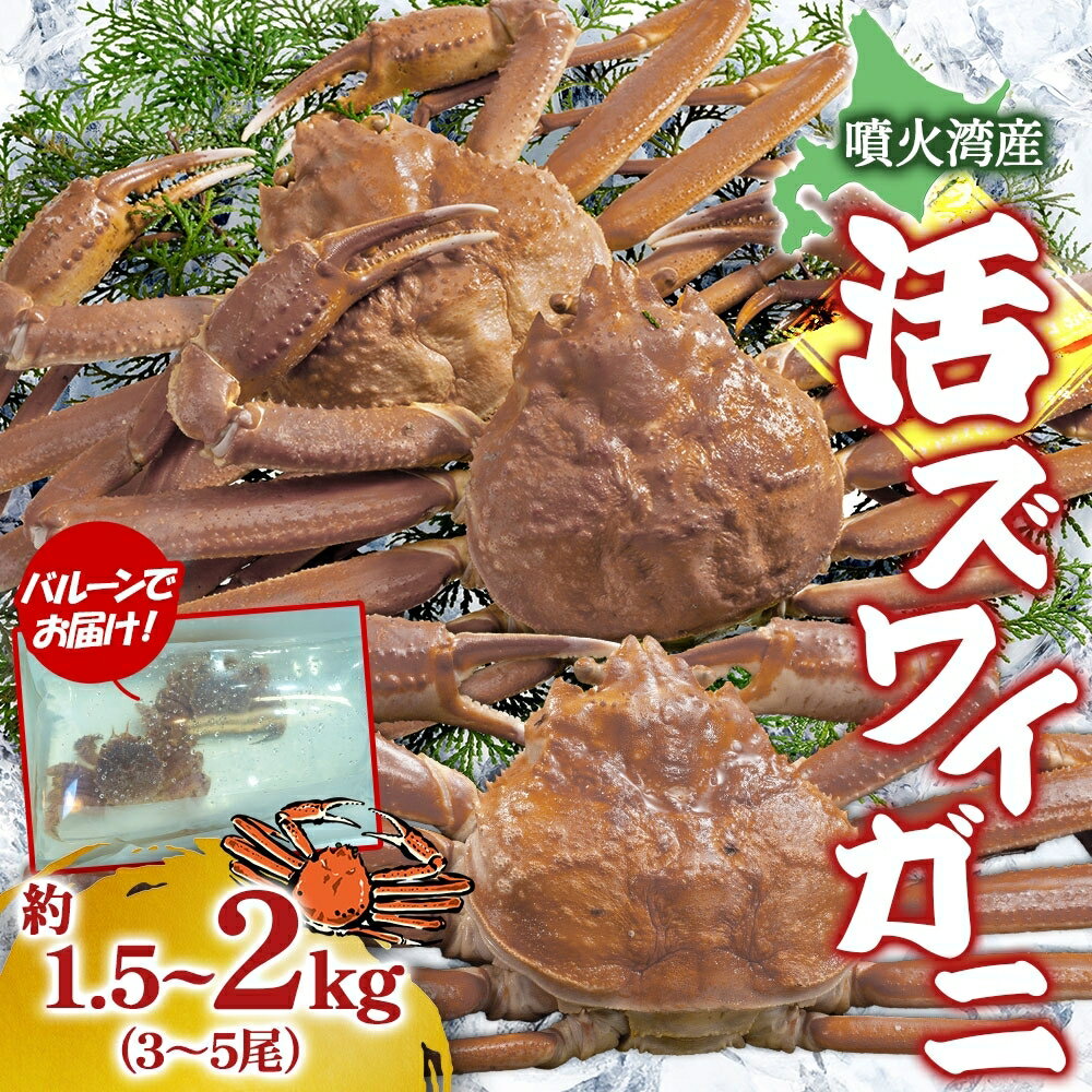 【ふるさと納税】北海道 噴火湾産 活ズワイガニ 約1.5～2kg （3～5尾） 2025年11月10日まで発送 北海道産 旬 新鮮 ずわいがに ズワイガニ かに カニ 蟹 カニ味噌 天然 噴火湾 産地直送 お取り寄せ 贈答 冷蔵 洞爺湖町　お届け：2025年11月10日まで