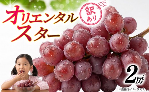 訳あり ぶどう オリエンタルスター 2房 900g 以上 2026年 発送分 数量限定 先行予約 種なし 葡萄 マスカット ご自宅用 産地直送 農家直送 直売 減農薬 有機栽培 フルーツ 果物 果実 くだもの 果肉 デザート 旬 味覚 糖度 フレッシュ 新鮮 甘い ジューシー お取り寄せ グルメ ふるさと納税 送料無料 千葉県 銚子市 加瀬農園 【9月中旬から9月下旬に順次発送予定】