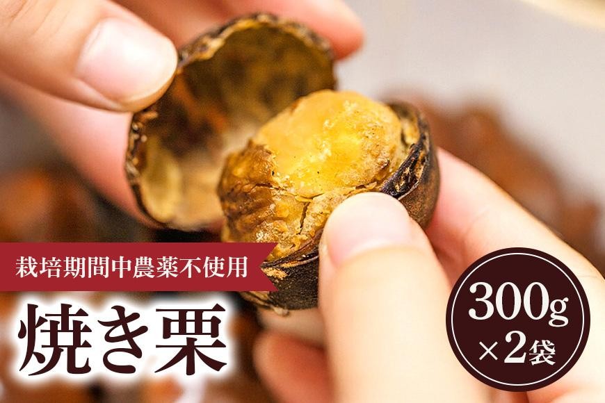 
                  【2026年先行予約】冷凍 焼き栗 2袋 （果じゅまる園）栗 くり クリ M L サイズ 焼栗 農薬不使用 殺虫剤不使用 国産 和栗 甘栗 果物 フルーツ くだもの 秋 旬 10月 11月 12月 発送 産地直送 農家直送 産直 甘い 茨城県 石岡市 (A18-004)
                