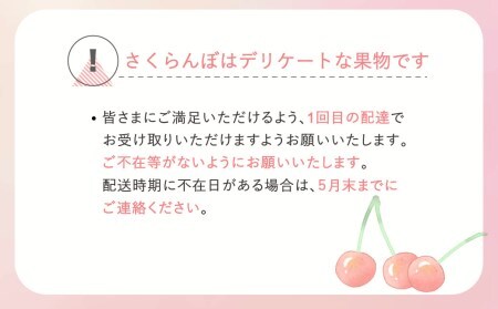 さくらんぼ 佐藤錦 秀Lサイズ プレゼント ギフト バラ詰め 700g(350g×2パック)  サクランボ 先行予約 2024年産 令和6年産 山形県産 さくらんぼ ns-snslb700