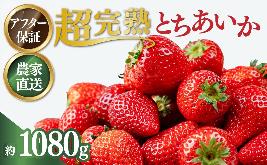 
                  【選べる発送月】いちご 小島さんちの完熟苺 とちあいか レギュラーサイズ 約270g×4パック 合計 約1080g | いちご イチゴ 苺 とちあいか 完熟 大粒 果物 フルーツ くだもの あまい 甘い 産地直送 栃木県産 小島いちご園 栃木県 茂木町
                