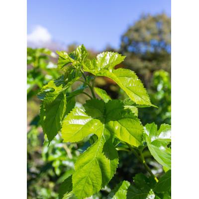 ふるさと納税 矢吹町 桑の葉パウダープレミアム　桑茶　美味しい飲みやすい!50g×3パック入り |  | 01