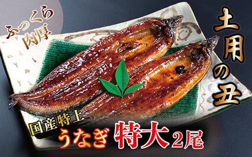 
                  国産！特上うなぎのかば焼き 約250g × 2尾
                